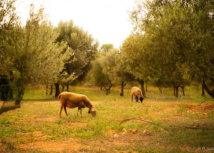 Agroturisme Son Barcelo Mas